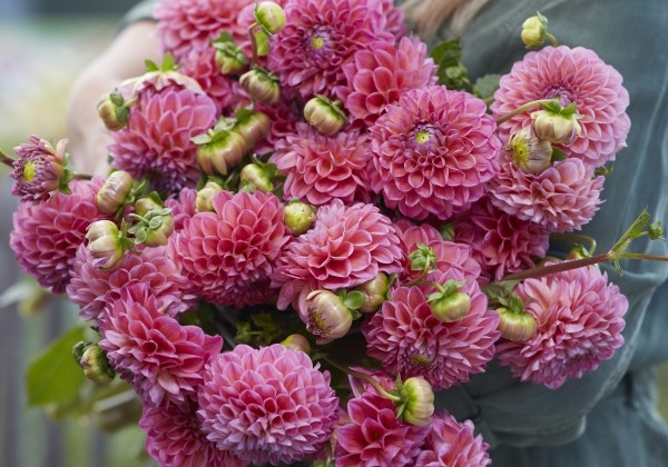 Dahlia hortensis Dikara Superb
