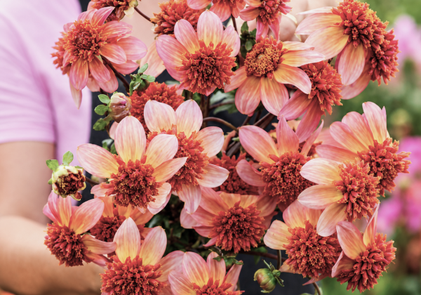 Dahlia hortensis Totally Tangerine