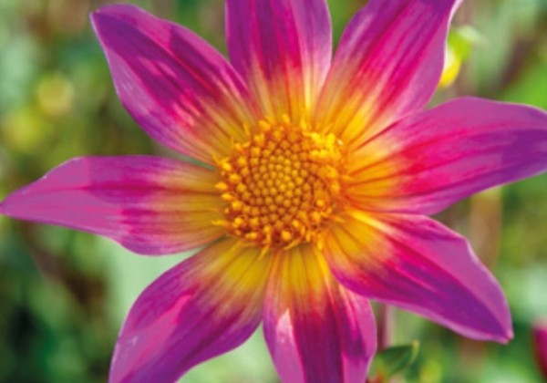Dahlia hortensis Bright Eyes