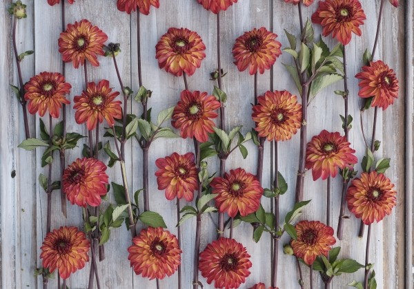 Dahlia hortensis Autumn Pumpkin