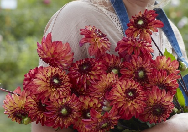 Dahlia hortensis Autumn Pumpkin