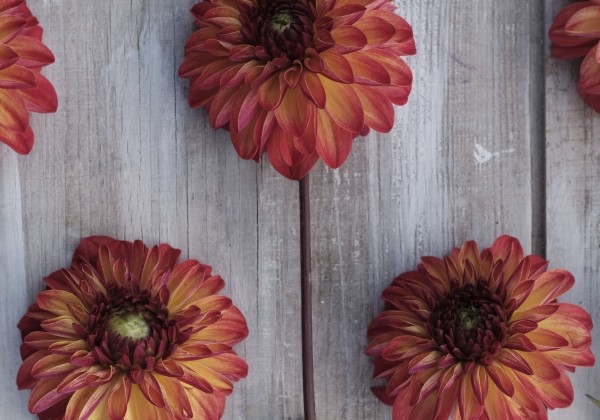 Dahlia hortensis Autumn Pumpkin