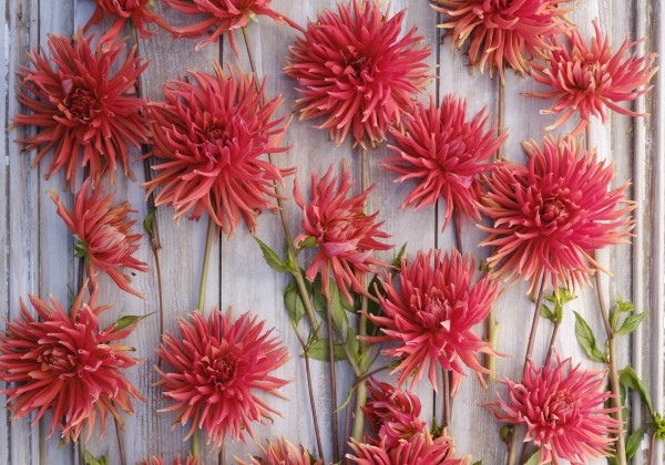 Dahlia hortensis Autumn Orange