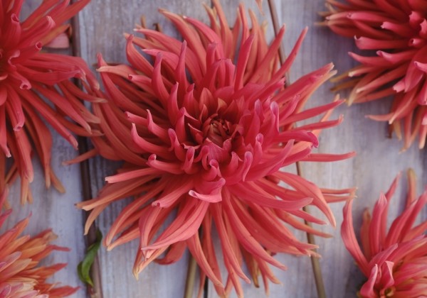 Dahlia hortensis Autumn Orange