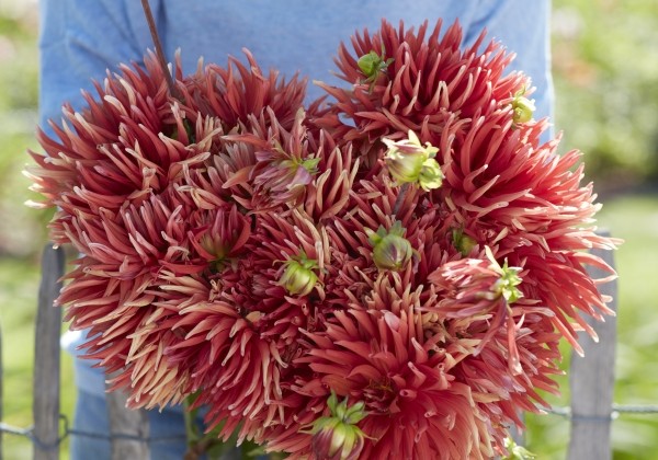 Dahlia hortensis Autumn Orange