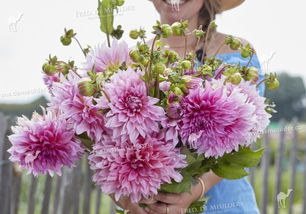 Dahlia hortensis Café au Lait Rosé