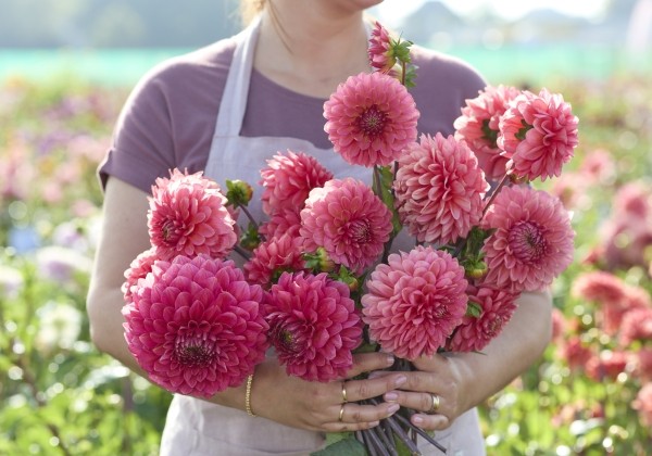Dahlia hortensis Askwith Minnie