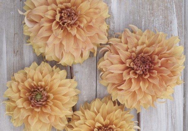 Dahlia hortensis Hercules