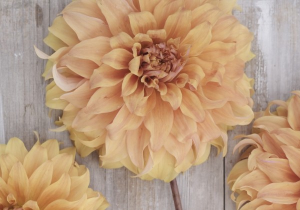 Dahlia hortensis Hercules