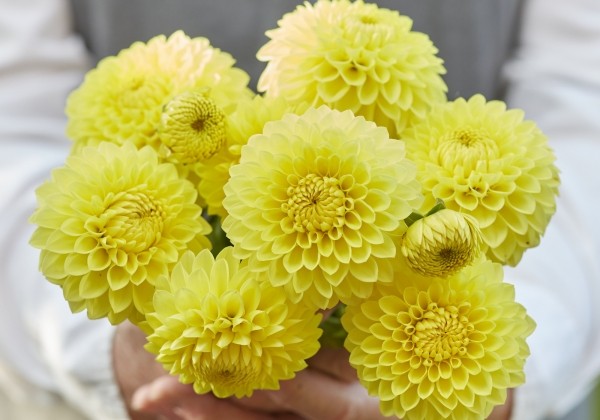 Dahlia hortensis Blyton Golden Girl