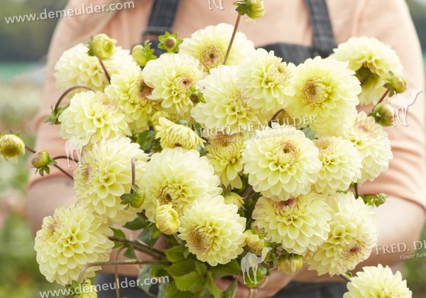 Dahlia hortensis Isa's Favorite