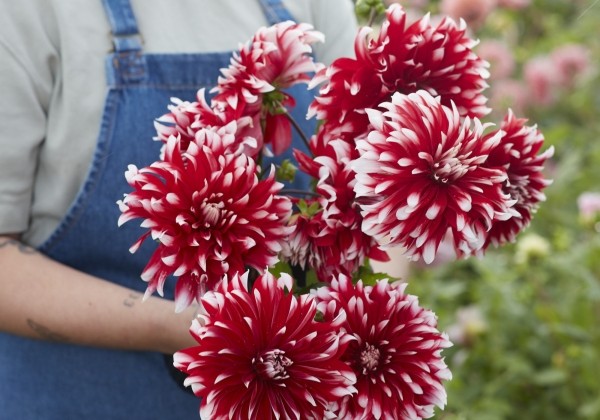 Dahlia hortensis Davos