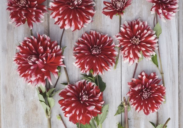 Dahlia hortensis Davos