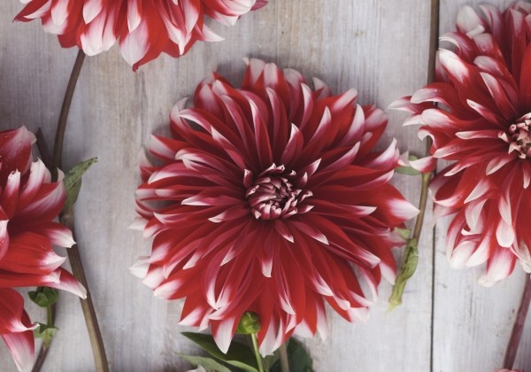 Dahlia hortensis Davos