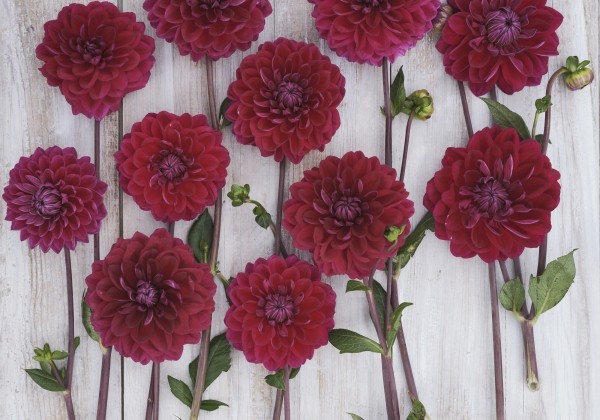 Dahlia hortensis Anne Cornelia