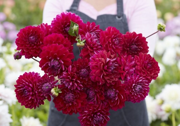 Dahlia hortensis Anne Cornelia