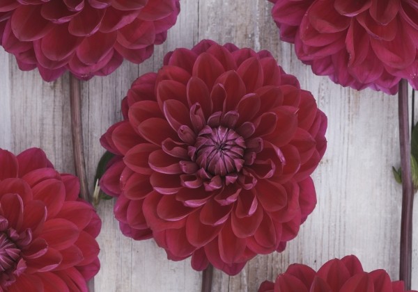 Dahlia hortensis Anne Cornelia