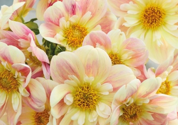 Dahlia hortensis April Heather