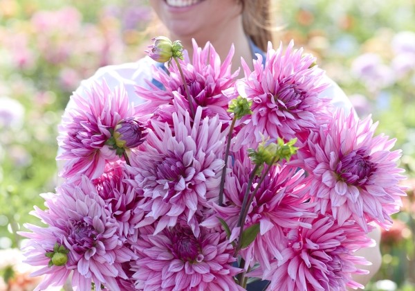 Dahlia hortensis Titan Magenta