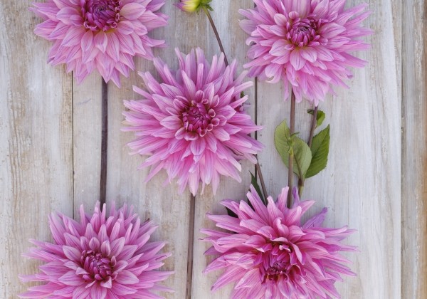 Dahlia hortensis Titan Magenta