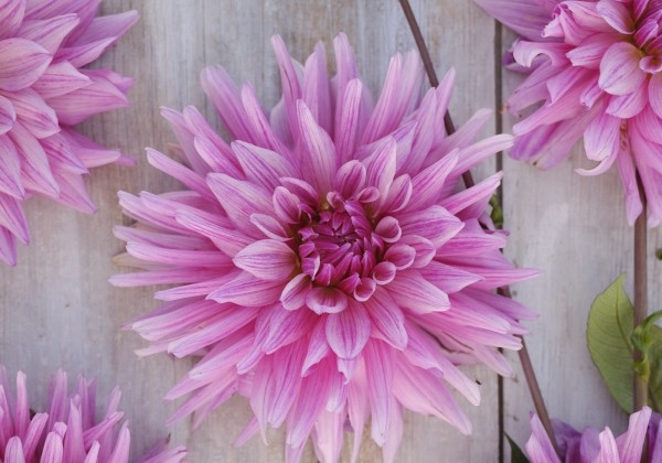 Dahlia hortensis Titan Magenta