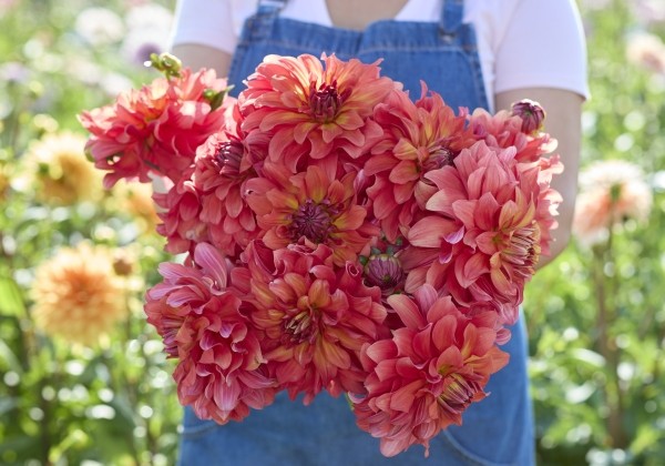 Dahlia hortensis Titan Lighthouse