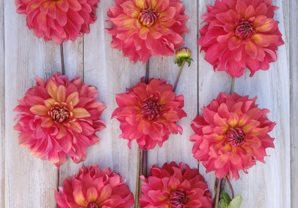 Dahlia hortensis Titan Lighthouse