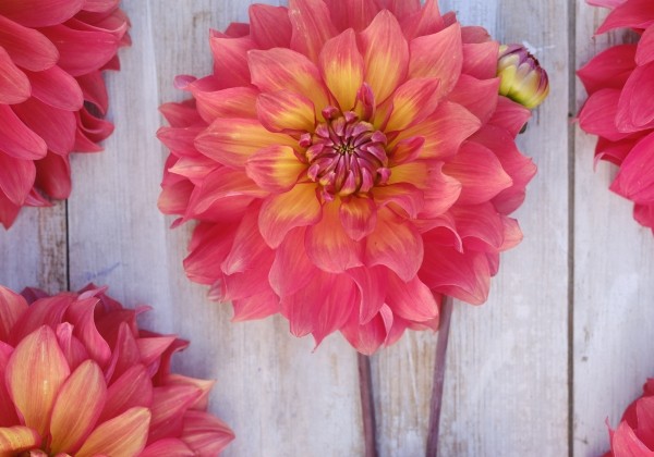 Dahlia hortensis Titan Lighthouse