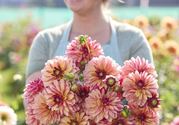 Dahlia hortensis Madame Antoinette