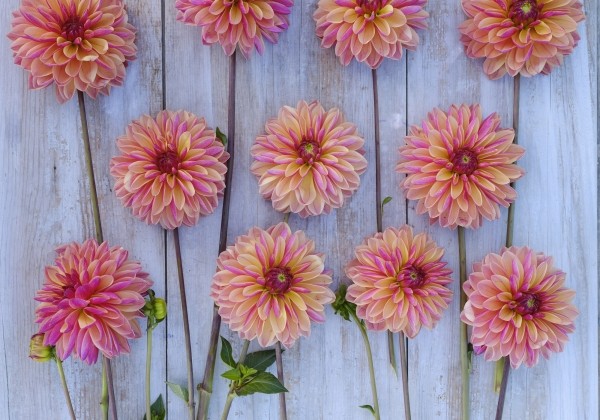 Dahlia hortensis Madame Antoinette