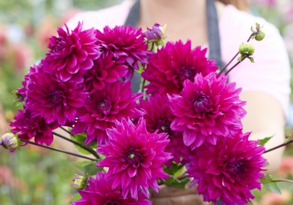 Dahlia hortensis Fruchia Charm