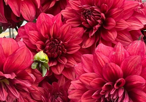 Dahlia hortensis Amarone