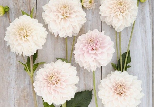 Dahlia hortensis Glossy Carlita