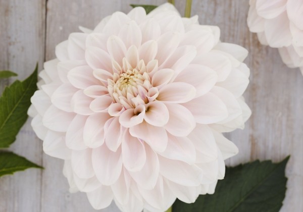 Dahlia hortensis Glossy Carlita