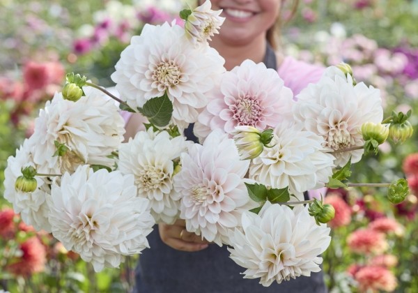 Dahlia hortensis Glossy Carlita