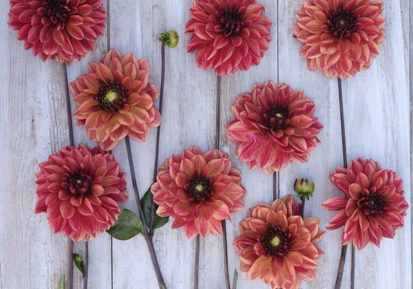 Dahlia hortensis Glossy Maracana