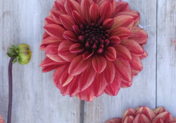 Dahlia hortensis Glossy Maracana