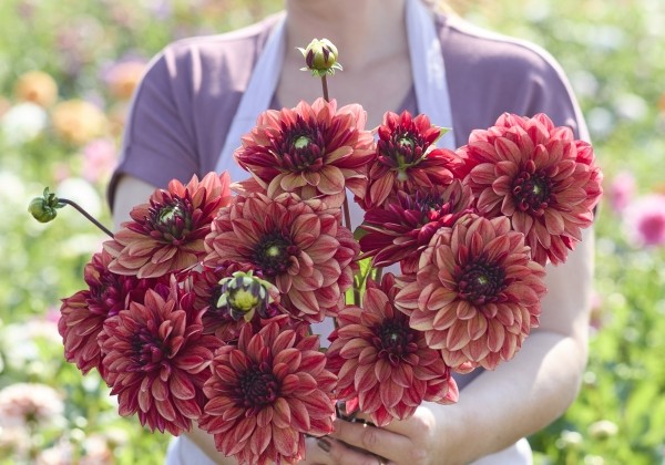 Dahlia hortensis Glossy Maracana