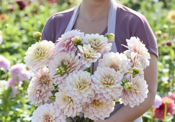 Dahlia hortensis Glossy Olivia