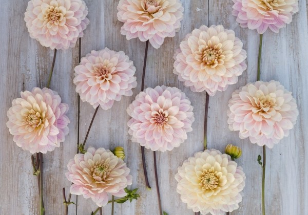 Dahlia hortensis Glossy Olivia