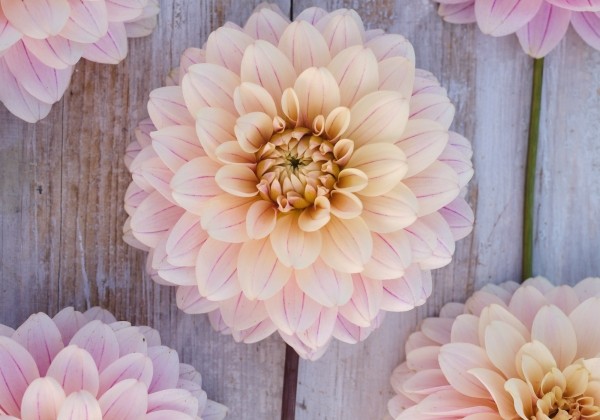 Dahlia hortensis Glossy Olivia