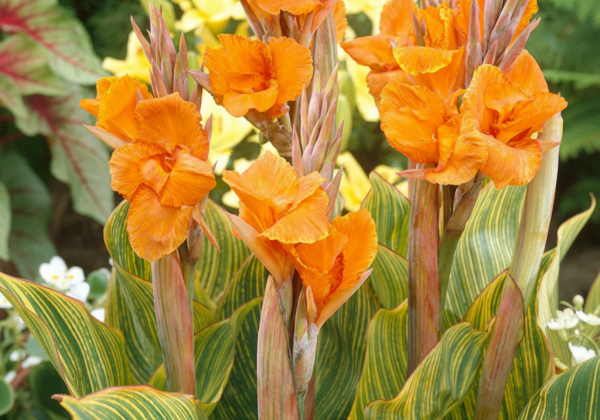 Canna Pretoria