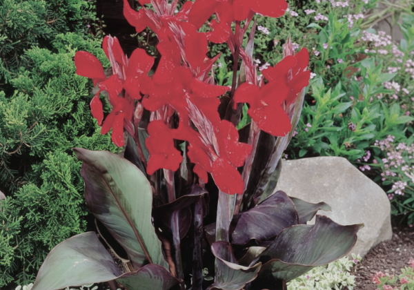 Canna Black Knight