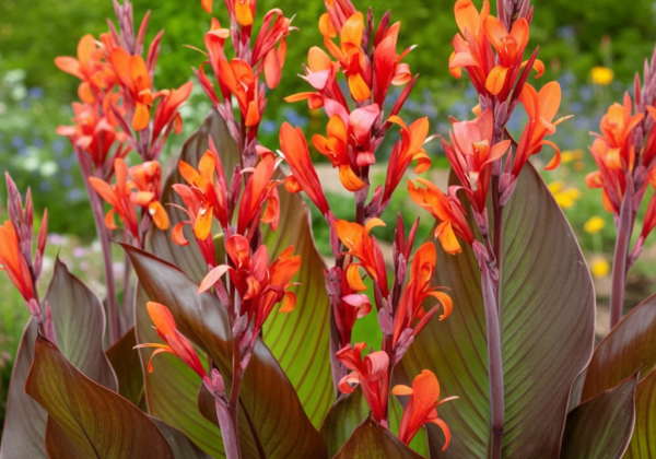 Canna Red Stripe