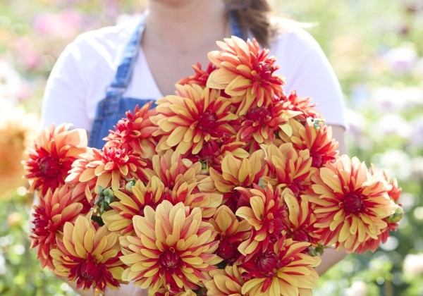 Dahlia hortensis Japlou