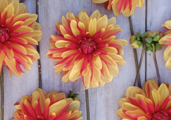 Dahlia hortensis Japlou