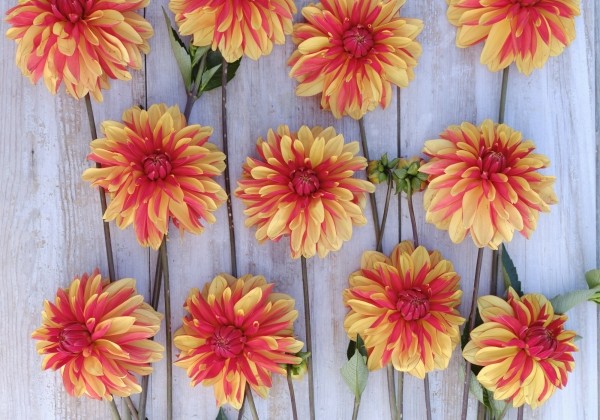 Dahlia hortensis Japlou