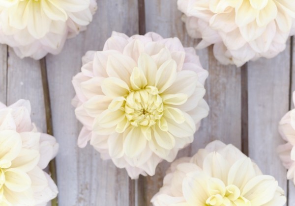 Dahlia hortensis White Cream