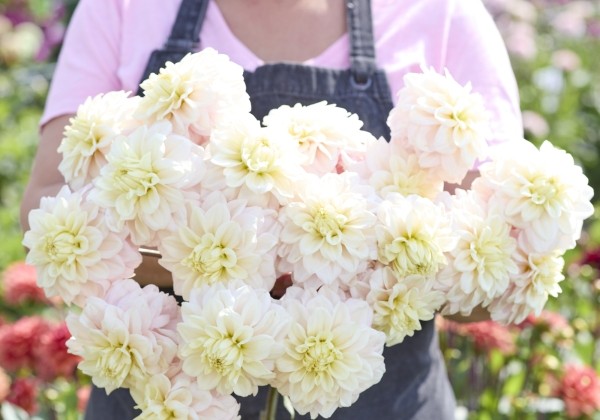 Dahlia hortensis White Cream