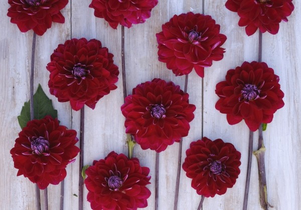 Dahlia hortensis Semino